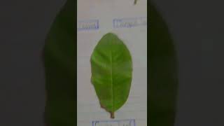Nama berbagai jenis daun #daun #tumbuhan #alam #videopendek