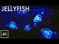 Sleep & Relaxation｜Rainbow Comb Jelly – The Glowing Gem of the Sea｜3hr 4K Underwater Ambience｜ASMR