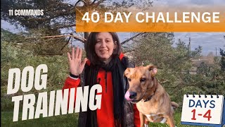 40-Day Dog Training Challenge Start By An Amateur #pets #dogtraining #challenge