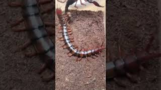 Scorpion vs Centipede #shorts #shortvideo #ytshorts #scorpion #centipede