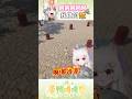 【shorts】 我推的球 怎麼跟其他人不一樣 #shorts #short #vtuber #vtuberclip #vtuber精華 #蔥鴨嘎嘎live