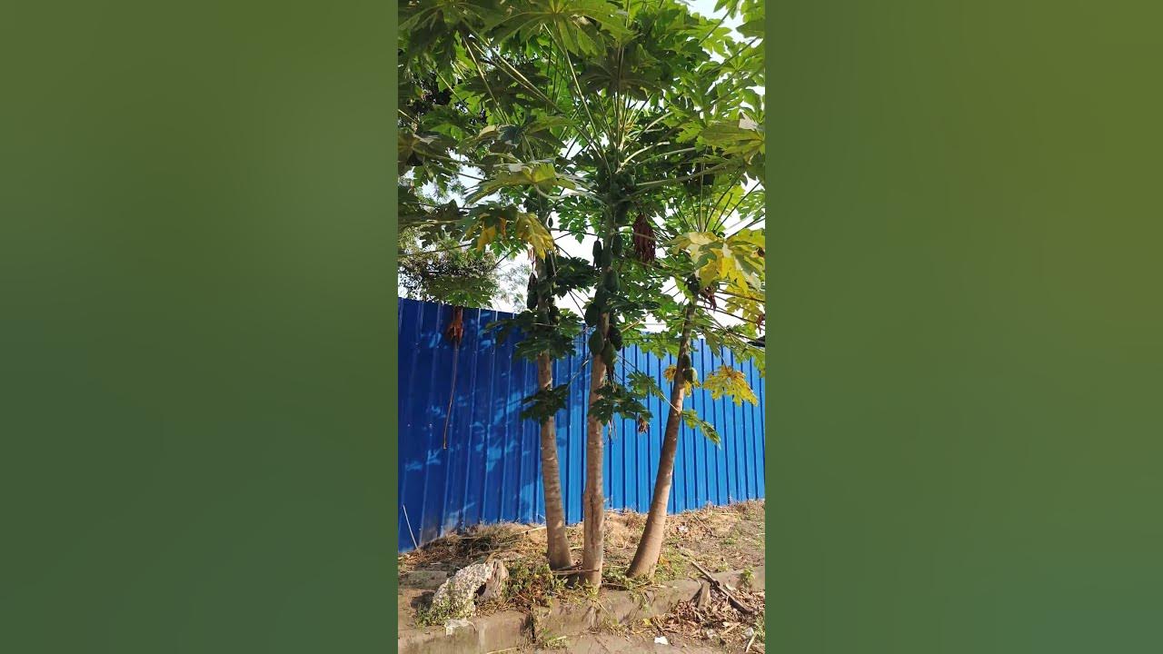 Papaya tree, best food Africa good for stomach & digestion YouTube