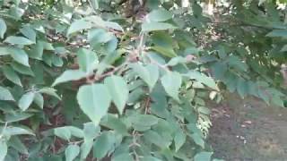 Betula albosinensis bříza čínská