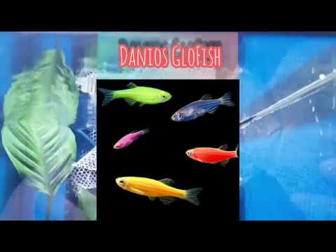 pregnant glofish