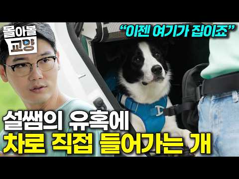 "단 10%만 문제 있는 개" 보호자와 환경 모든게 완벽한 개 단 하나의 문제를 해결하기 위해 <strong>설채현</strong> 선생님 등장 #몰아볼교양