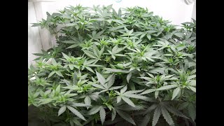 The Veg Room Is Looking Good