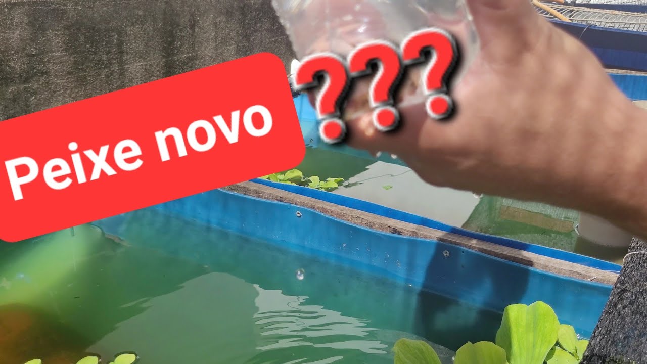 TEM PEIXE NOVO NO TANQUE 