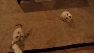 Black&Tan Siamese -Keva & Kian's 8 week kittens
