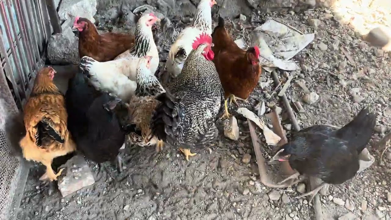 Muestra de gallinas de rancho 