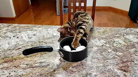 Video 11266561: bengal cat playing