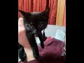 Wednesday the cat
