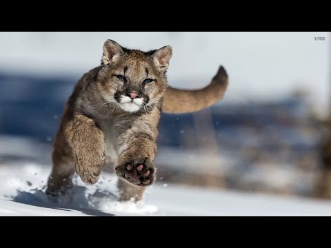 Wideo: Cougar z Florydy: opis i zdjęcie