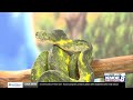 Zoo Buddy: Green tree python!