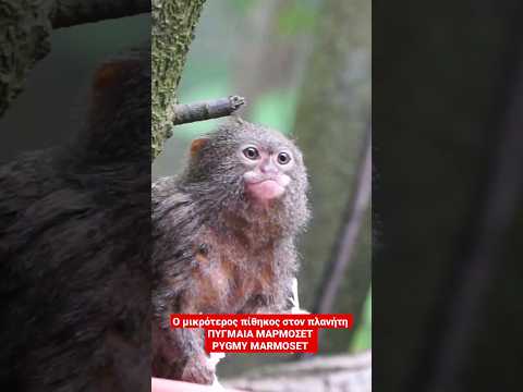 Βίντεο: Ο μικρότερος πίθηκος - πυγμαίος μαρμοζέτα