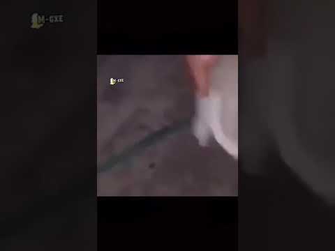 ابو القراقر ضحك