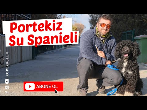 Video: Portekiz Su Köpeği Hakkında Eğlenceli Bilgiler