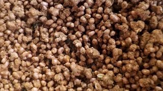 Tasty Masala Peanuts Making - Spicy Peanut Pakora Recipe | Palli Pakodi