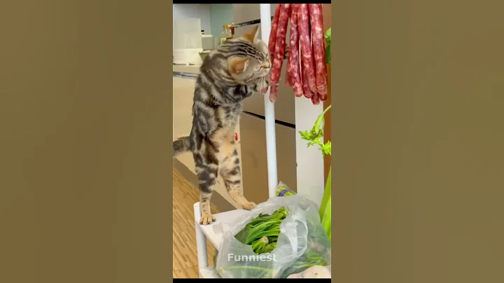 Cats shorts #funny #cute #animals