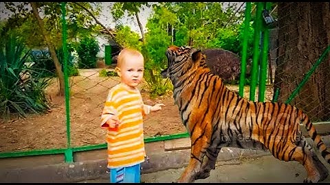 #TRY NOT TO LAUGH | Funny Babies At The Zoo - LAUGH TRIGGER#funnyvideos #funnyfails #funnykids
