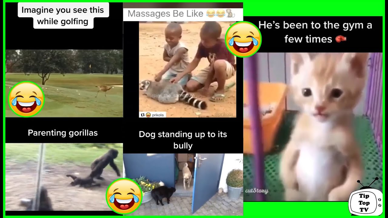 Funny Cute Animals Voice Over: Tik Tok Pets Pt 1