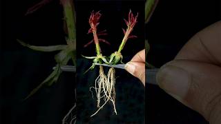 How to Grow Rose Flowers from Cutting Whit Tomato & Onion In A Water (New Techniques)