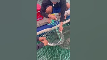 ngày 15 tháng 11, 2025