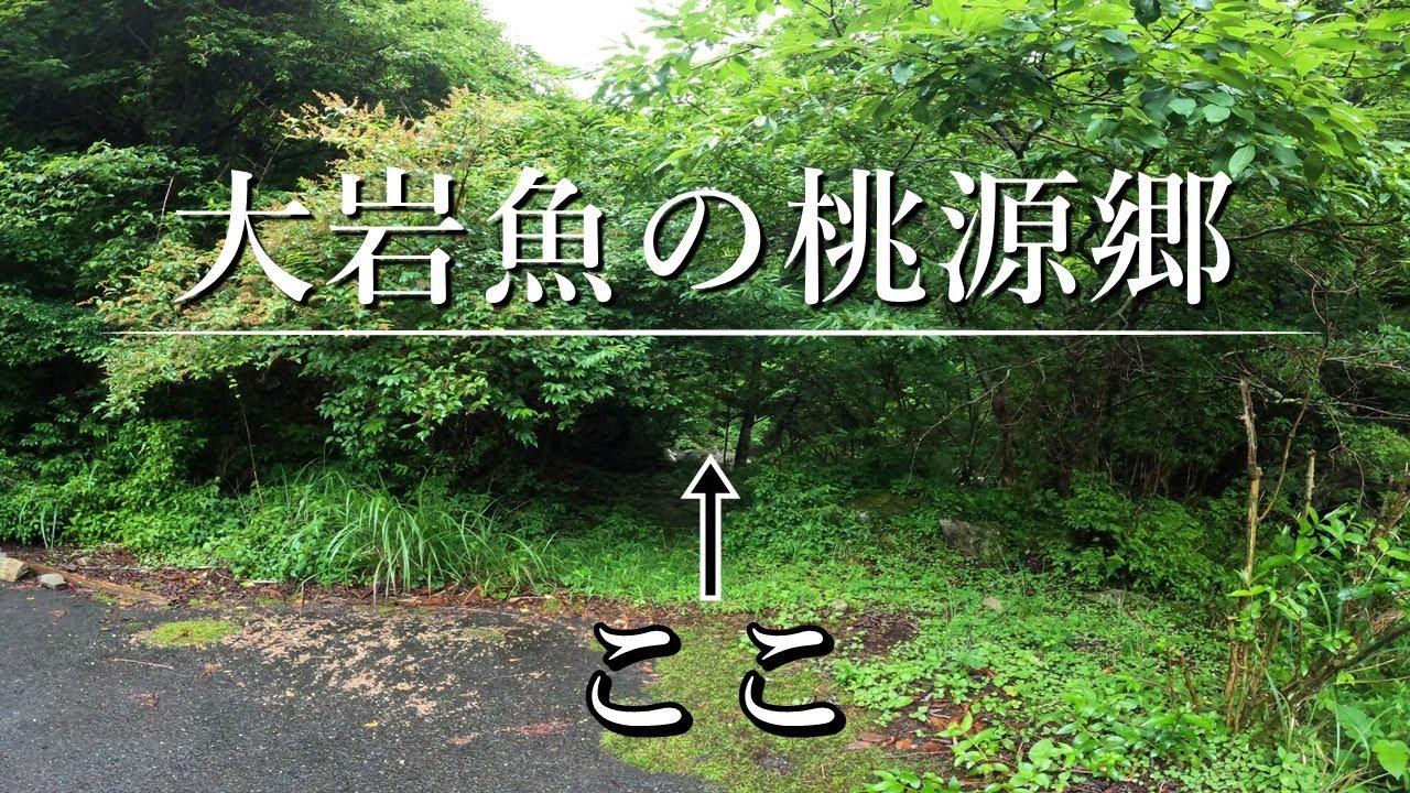 【大岩魚】暗闇の源流域を開拓、そして巨大イワナが暴れ狂う！【渓流釣り】