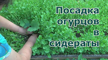 Посадка огурцов в сидераты в открытый грунт. Подходящие сидераты для высадки рассады огурцов