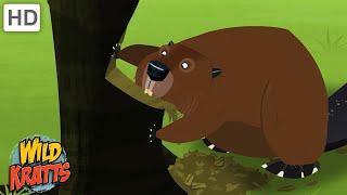 Amazing Adaptations Part 2 | How Animals Survive in the Wild | Wild Kratts