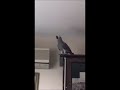 Попугай Жора различает своих котов
