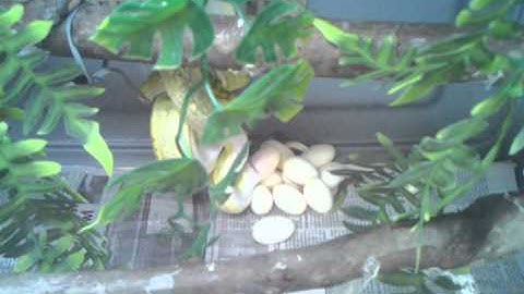 Green Tree Python laying eggs