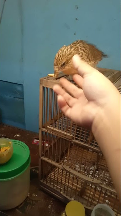 anakan burung bubut/dudut