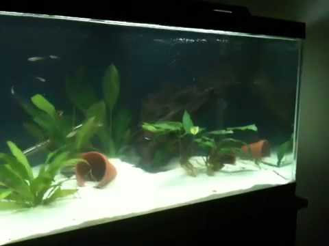 freshwater barracuda youtube