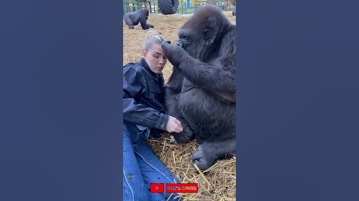 Woman is hanging out with Silverback Gorillas at sanctuary! #GorillaBond #4k #subscribenow #trending