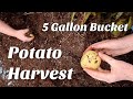 Our First 5 Gallon Potato Harvest (2022)