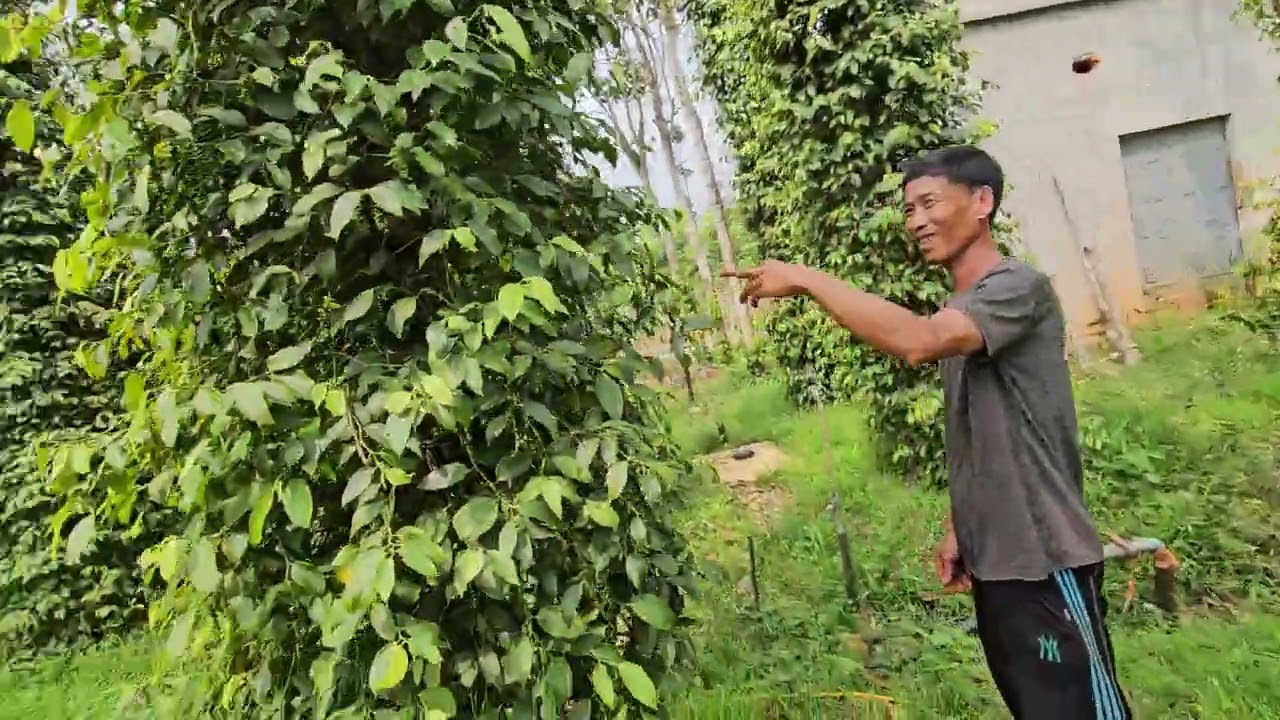 CÓ NÊN CHỌN CÂY CAO SU LÀM TRỤ TIÊU KHÔNG? 0918 456 457 - 0375 456 457