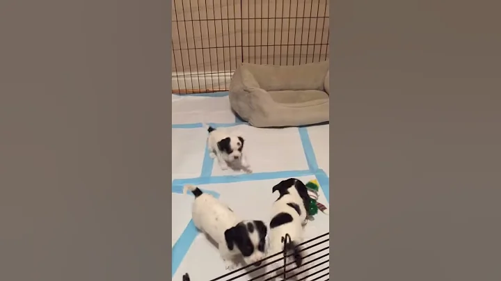 Video of adoptable pet named Carla Crew #2 - Aimee...