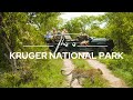 Kruger national park south africa  safari365