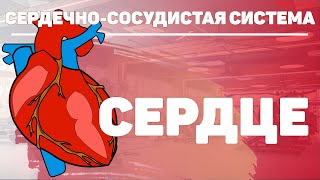 Сердце человека строение и функции круги кровообращения. Голотопия и синтопия сердца человека