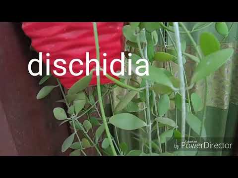 Dischidia, type of succulent দিছিদিয়া চাকুলেন্ট।How to propagation.