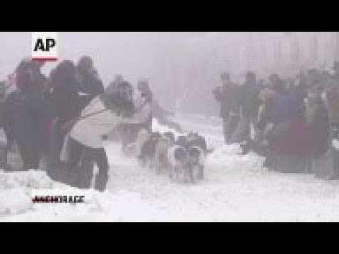 Video: Skandali Iditarod: Testimi I Qenve Pozitiv Për Ilaçet Kundër Dhimbjeve