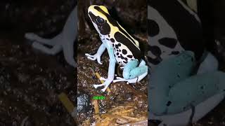 Most Poisonous And Most Beautiful Frogs On Earth 🐸✨ Poison Dart Frog #Animals #Nature #Wildlife