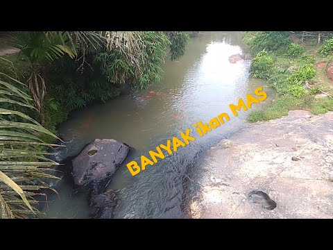 Video: Di Mana Ikan Mas Hidup Di Alam?