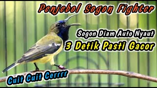 PUTAR SAMPAI SOGONMU RESPON NEMBAK‼️PANCINGAN PENGGACOR PALING JITU UNTUK SEMUA SOGON BAHAN OMBYOKAN