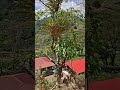 Viajando por los campos del sur del Huila
