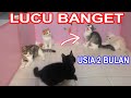 LUCUNYA KUCING PERSIA USIA 2 BULAN ANAK BLECKY