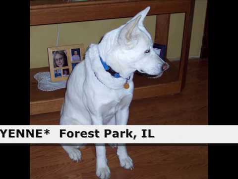 July 17, 2008 ORPHAN AKITAS IN NEED OF A FOREVER H...