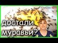 Если ТЕБЯ достали МУРАВЬИ в доме, тебе надо посмотреть это видео!!!