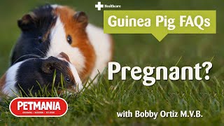 My guinea pig is pregnant, what should I do? - Guinea Pig FAQs with Bobby Ortiz