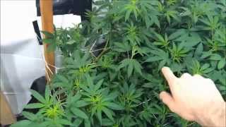 SinCity Seeds - Nightmare Cookies - Day 3 Flower